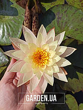 Німфея (Кувшинка) Peaches and Cream 12 л (миска), фото 5