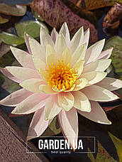 Німфея (Кувшинка) Peaches and Cream 12 л (миска), фото 3