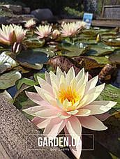 Німфея (Кувшинка) Peaches and Cream 12 л (миска), фото 2