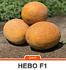 Диня Нево F1 Hazera/Нідерланди 5 шт (zip-paket), фото 4