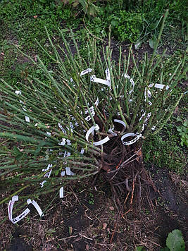 Саджанці троянд опт