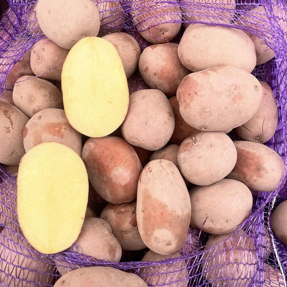 Насіннєва картопля Беллароза, 50-60 днів 2 репродукція