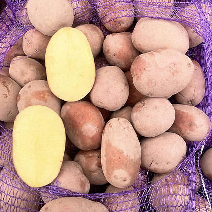 Насіннєва картопля Беллароза, 50-60 днів 2 репродукція, фото 1