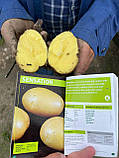 Картопля "Сенсейшн" насіннєва (1 Репродукція) 5 кг, фото 3