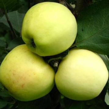 Яблуня Кальвіль Сніжний (зимовий сорт, пізній термін дозрівання)