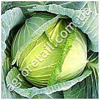 Капуста Харківська зимова 1 г Gl Seeds, фото 3