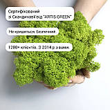 Стабілізований мох Artis Green — преміум якість, не кришиться, без поливу, салатовий, фото 3