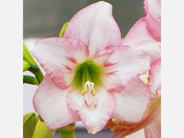 Амариліc Pink Rascal