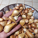 Цибулини тюльпани мікс Голандія (чищені), фото 4