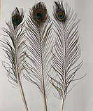 Пір'я павича Павлине Око Натуральне перо 36-47см, фото 5