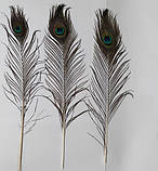 Пір'я павича Павлине Око Натуральне перо 36-47см, фото 4