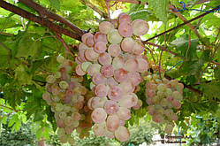 Саджанці винограду Фламінго