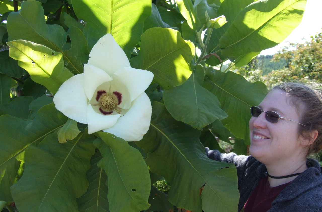Магнолія Крупнолистна / Великолистна 2 річна, Магнолія крупнолистная, Magnolia macrophylla