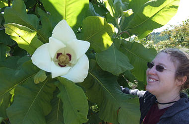 Магнолія Крупнолистна / Великолистна 2 річна, Магнолія крупнолистная, Magnolia macrophylla