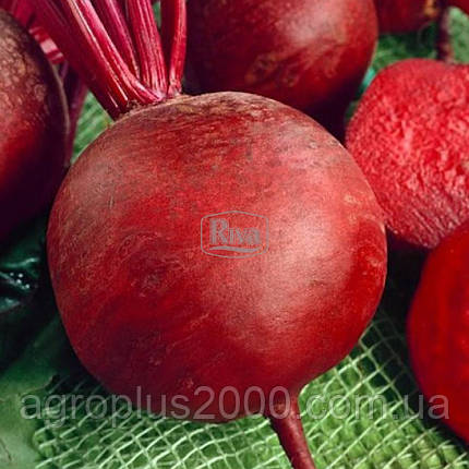 Насіння Буряк столовий Бордо 20 грам Rivа, фото 1