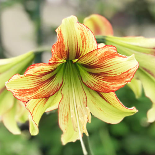 Амариліс Viridi Rascal (луковиці), фото 1