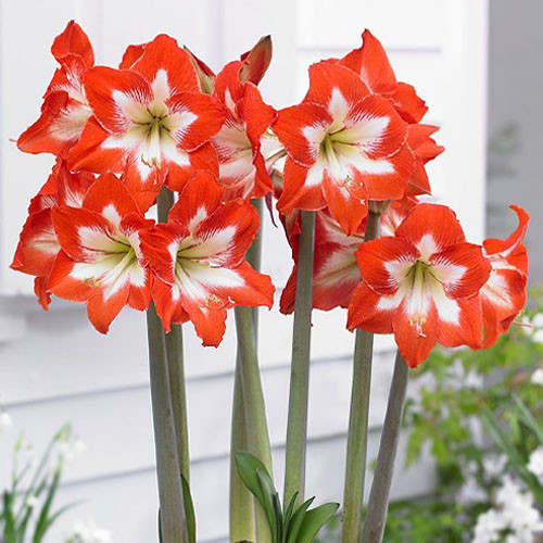 Амариліс Eyecatcher, фото 1