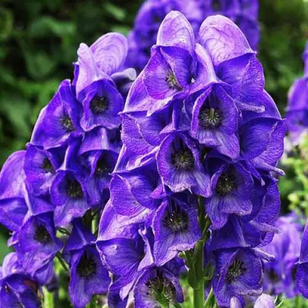 Аконіт Arendsii, фото 1