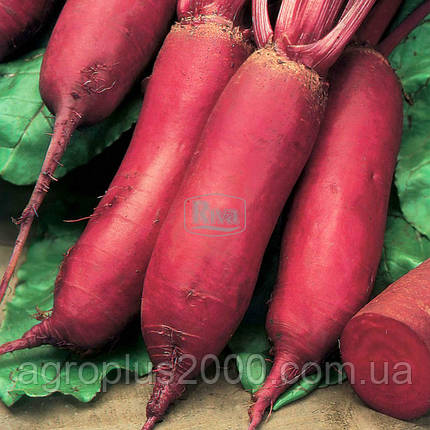 Насіння Бурякла столова Опольська 10 грамів Torseed, фото 2