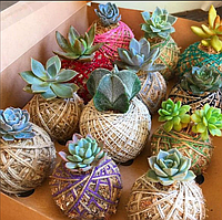 Незвичайні горщики для квітів: 12 ідей, що надихають.