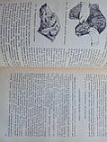 Домрачів Г. В. Хвороби собак (незаражні). Б/у., фото 7