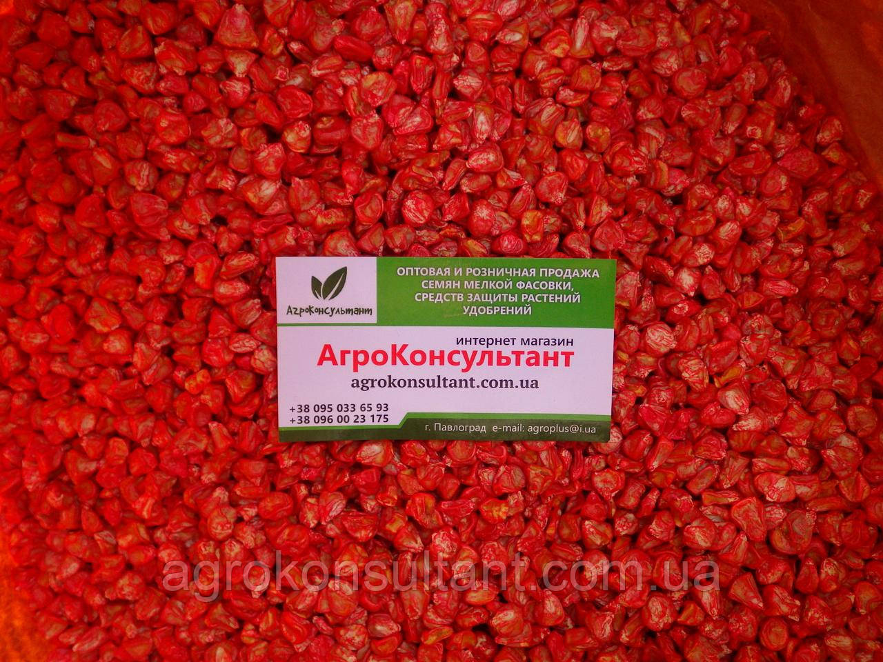 Насіння кукурудзи Фаестар F1 (Syngenta), 500 грам на вагу — рання (80 днів), суперсолодка SH2, довгий качан фаерстар фаєрстар