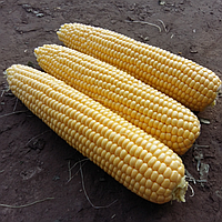 Насіння кукурудзи Фаестар F1 (Syngenta), 50 семян — рання (80 днів), суперсолодка SH2, довгий качан фаєрстар