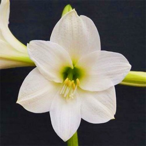 Амариліc White Rascal, фото 1