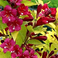 Саджанці вейгели "Олімпіда"