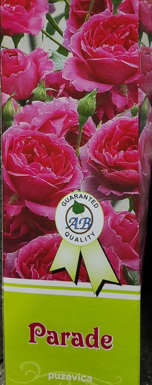 Саджанці троянд плетисті (Parade) Параде