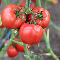 Розонет F1 (500 нас.) насіння томату Syngenta