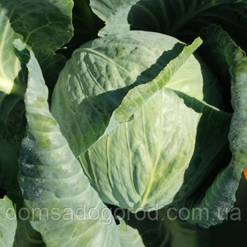 Капуста білокачанна Креатор F1 | Creator F1 Syngenta 2500 шт