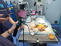 Чи варто купувати ендоскоп?