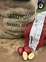 Насіннєва Картопля Торнадо Еліта 25кг (Голландія)