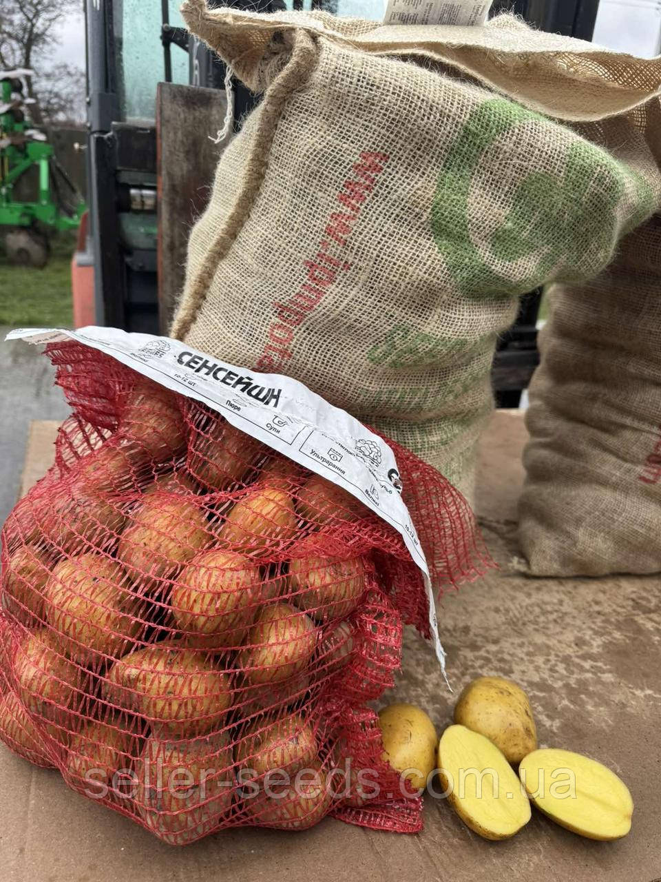 Картопля насіннєва Сенсейшн (1 Репродукція) 20 кг, фото 1