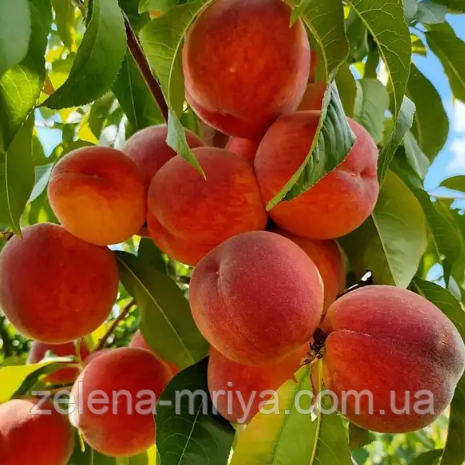 Персик Посол Світу (Ранньо-середній сорт), фото 1