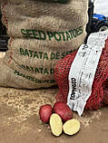 Картопля насіннєва Торнадо (1 Репродукція) 20 кг, фото 3