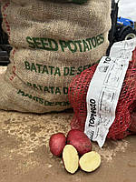 Картопля насіннєва Торнадо Еліта 5 кг