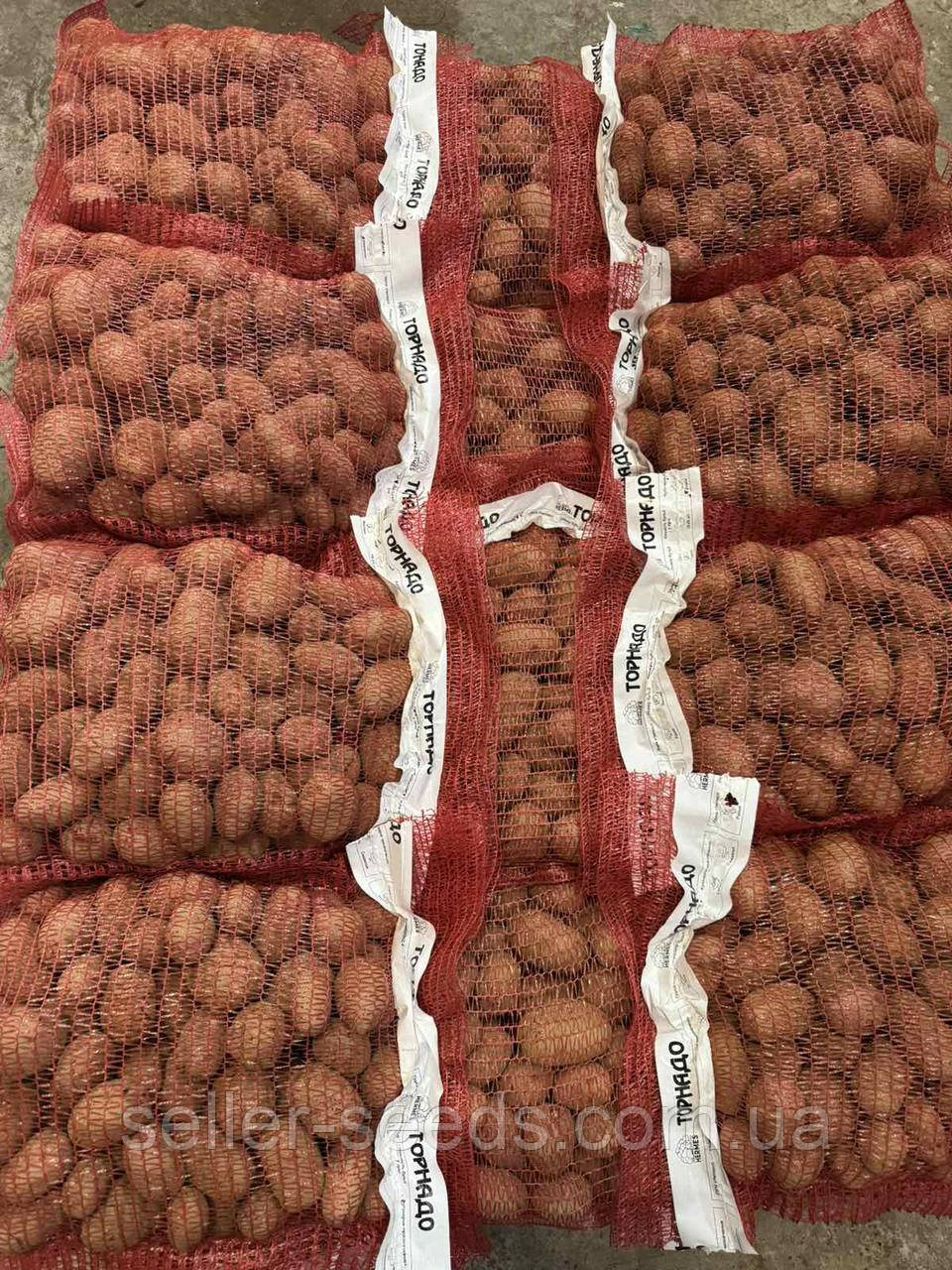 Картопля насіннєва Торнадо Еліта 5 кг IPM Potato Group