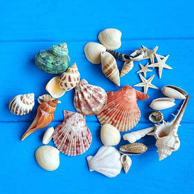 Декор мушлі натуральні
