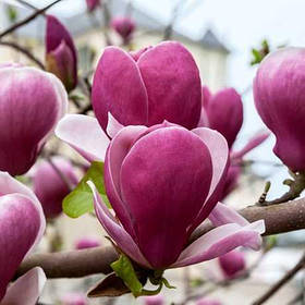 Магнолія Суланжа 'Рустика Рубра (x soulangeana 'Rustica Rubra) ПРИВИТА