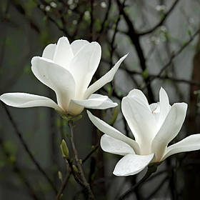 Магнолия суланжа Альба Суперба (Alba Superba) ПРИВИТА