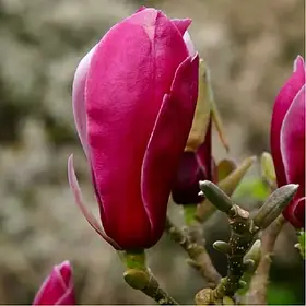 Магнолія "March Till Frost" (Марч Тілл Фрост) ПРИВИТА