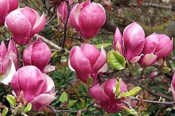 Магнолія Ленней “Magnolia soulangeana Lennei” ПРИВИТА, фото 1