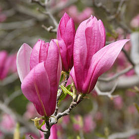 Магнолія Ріккі (Ricki) ПРИВИТА