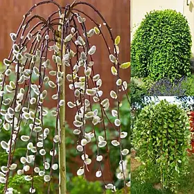 Верба плакуча на штамбі “Кілмарнок”