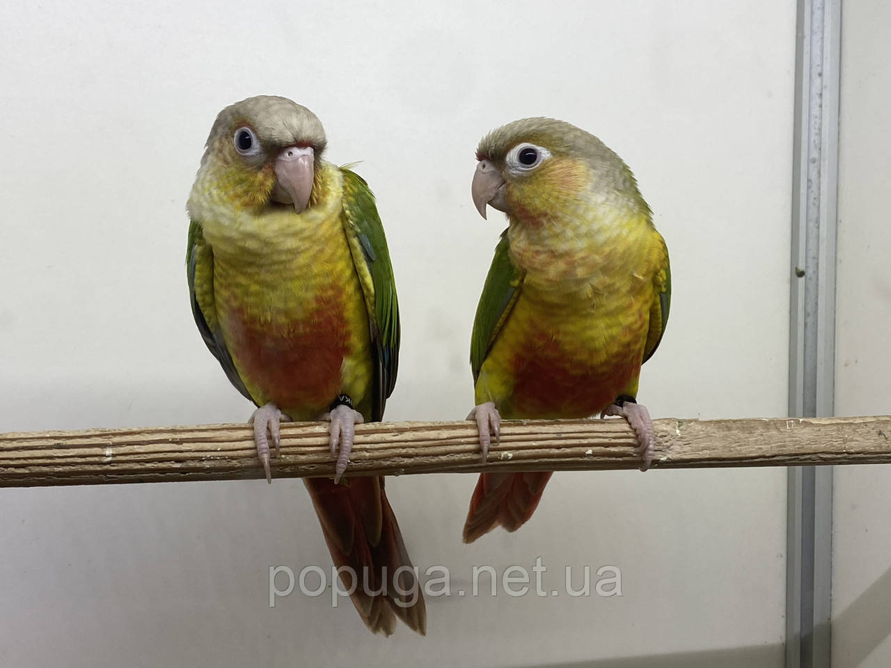 Папуга Піррура, ручні докормиши, фото 1