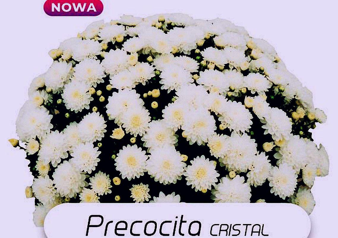 Хризантема Precocita Cristal (Прекосіта Кришталь). Мультифлора. розсада
