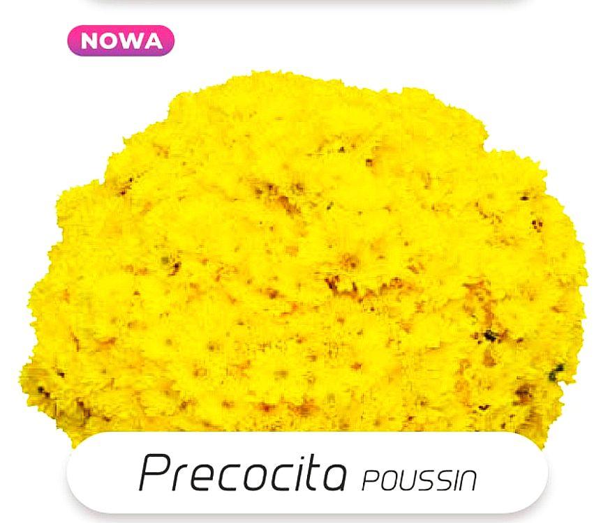 Хризантема Precocita Poussin(Прекосіта Пуссен). Мультифлора. розсада