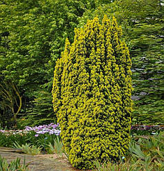 Тис ягідний David саджанець в горщику 3 л